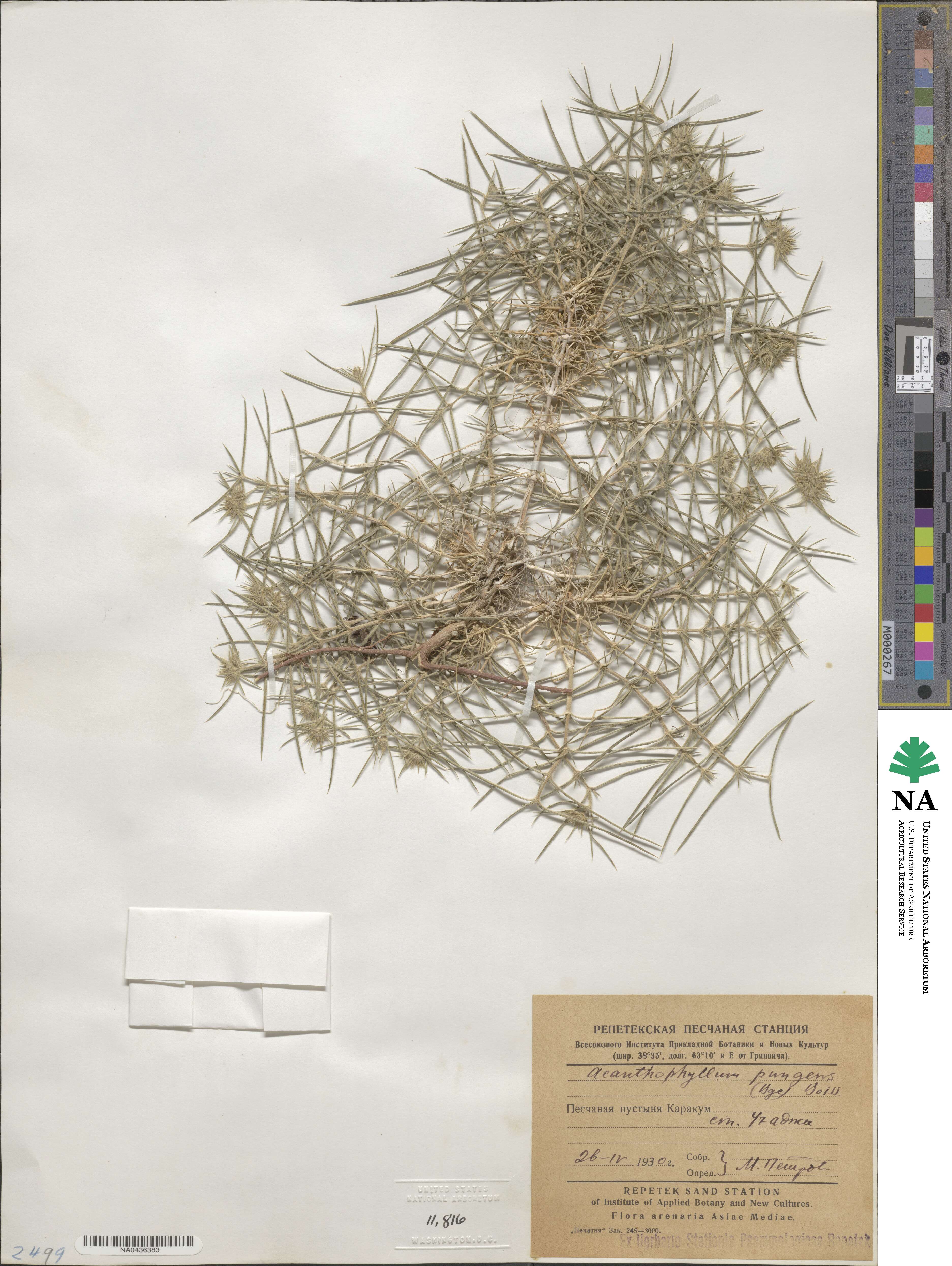 Acanthophyllum pungens image
