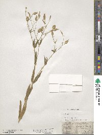 Gypsophila vaccaria image