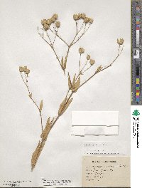 Gypsophila vaccaria image