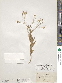 Gypsophila vaccaria image