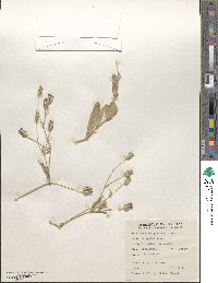 Gypsophila vaccaria image