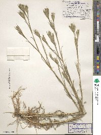 Dianthus armeria image