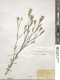 Dianthus armeria image