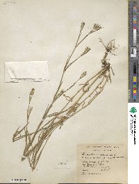 Dianthus armeria image