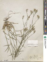 Dianthus armeria image