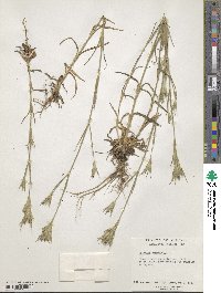 Dianthus armeria image