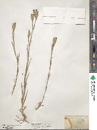 Dianthus armeria image