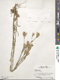 Dianthus armeria image