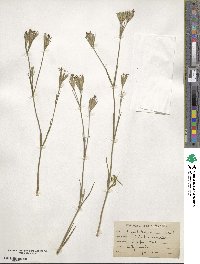 Dianthus armeria image