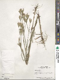 Dianthus armeria image