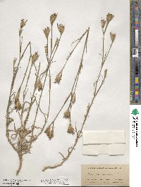 Dianthus armeria image