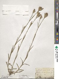 Dianthus armeria image