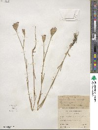 Dianthus armeria image