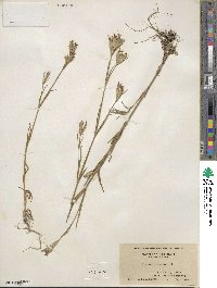 Dianthus armeria image