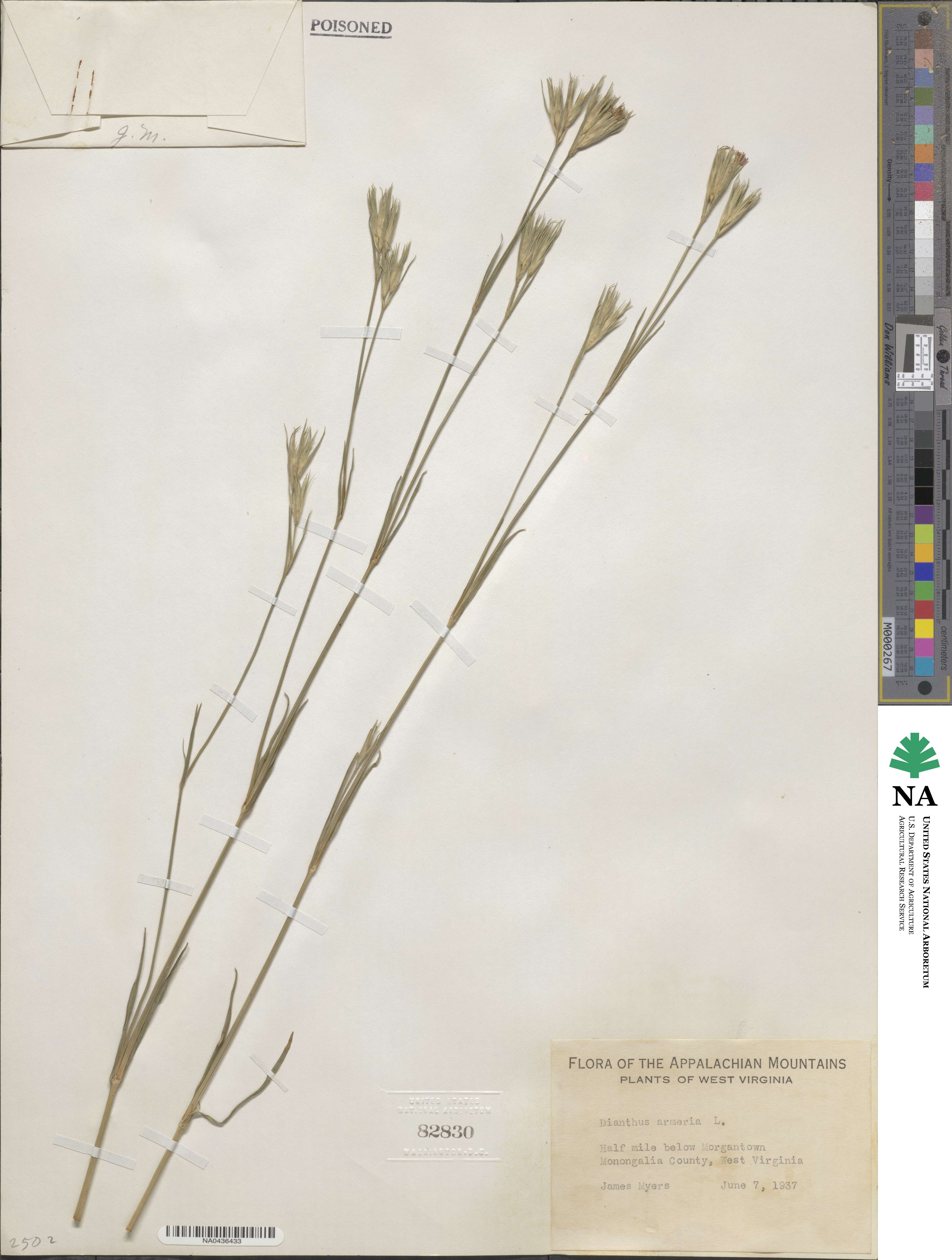 Dianthus armeria image