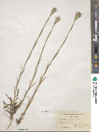 Dianthus armeria image