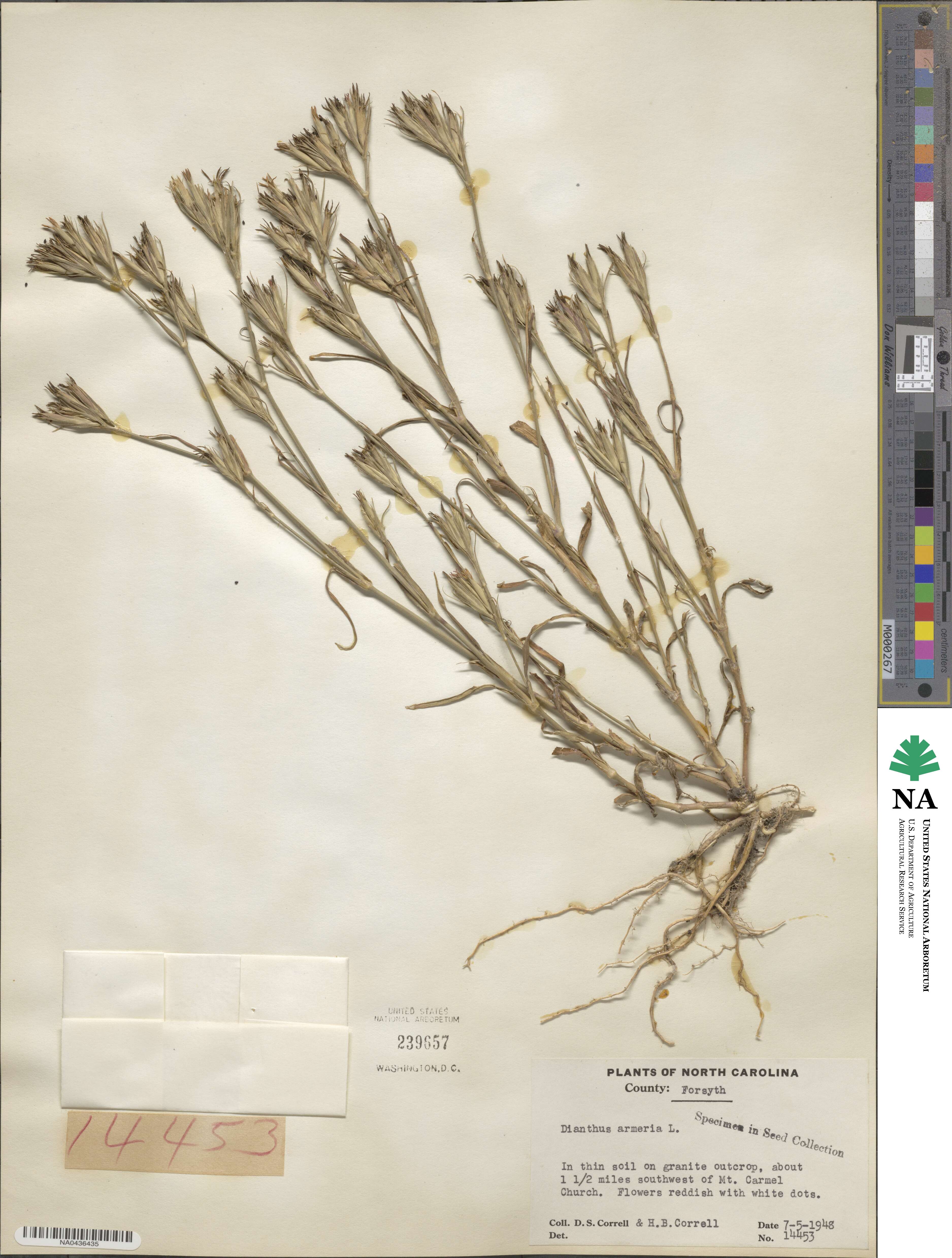 Dianthus armeria image