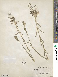 Dianthus armeria image