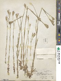 Dianthus armeria image