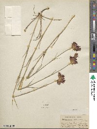 Dianthus atrorubens image