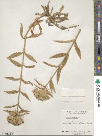 Dianthus barbatus image