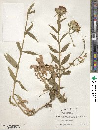 Dianthus barbatus image