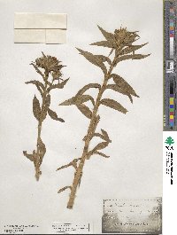 Dianthus barbatus image