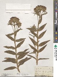 Dianthus barbatus image