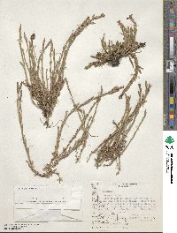 Dianthus armeria image