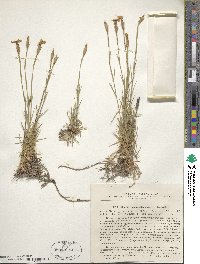 Image of Dianthus acantholimonoides