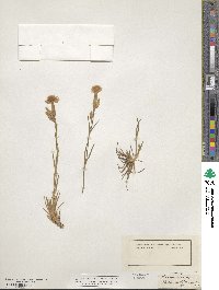 Dianthus arenarius image