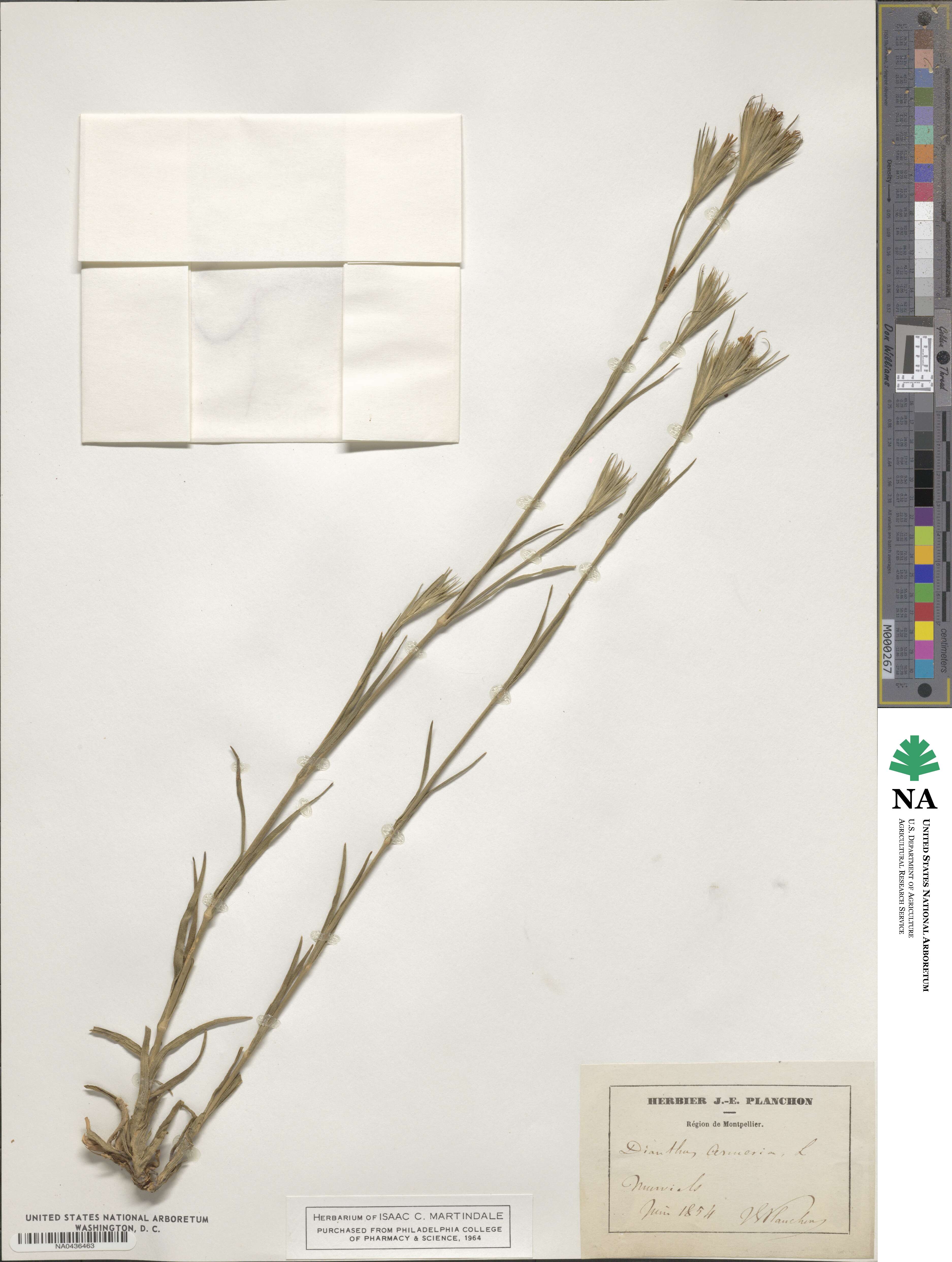 Dianthus armeria image