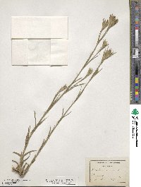 Dianthus armeria image