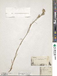 Dianthus armeria image