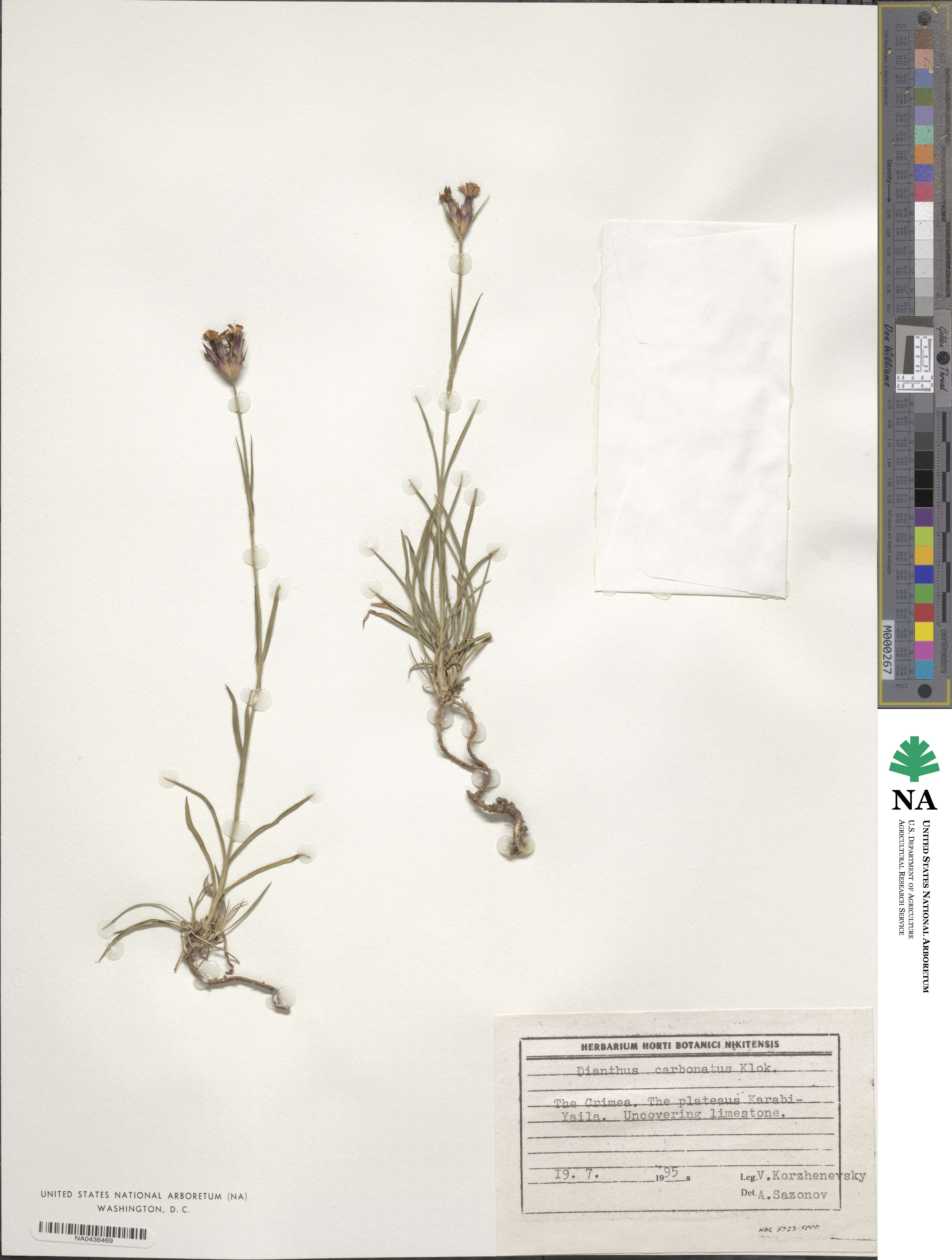 Dianthus carbonatus image