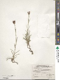 Image of Dianthus carbonatus