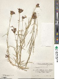 Dianthus carthusianorum image