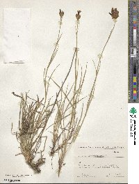 Dianthus carthusianorum image