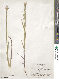 Dianthus carthusianorum image