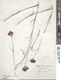 Dianthus carthusianorum image