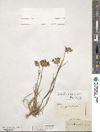 Dianthus carthusianorum image