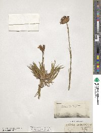 Dianthus carthusianorum image