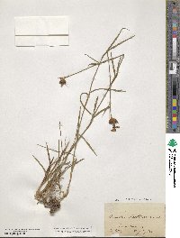 Dianthus carthusianorum image