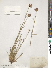 Dianthus carthusianorum image