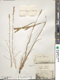 Dianthus caryophyllus image