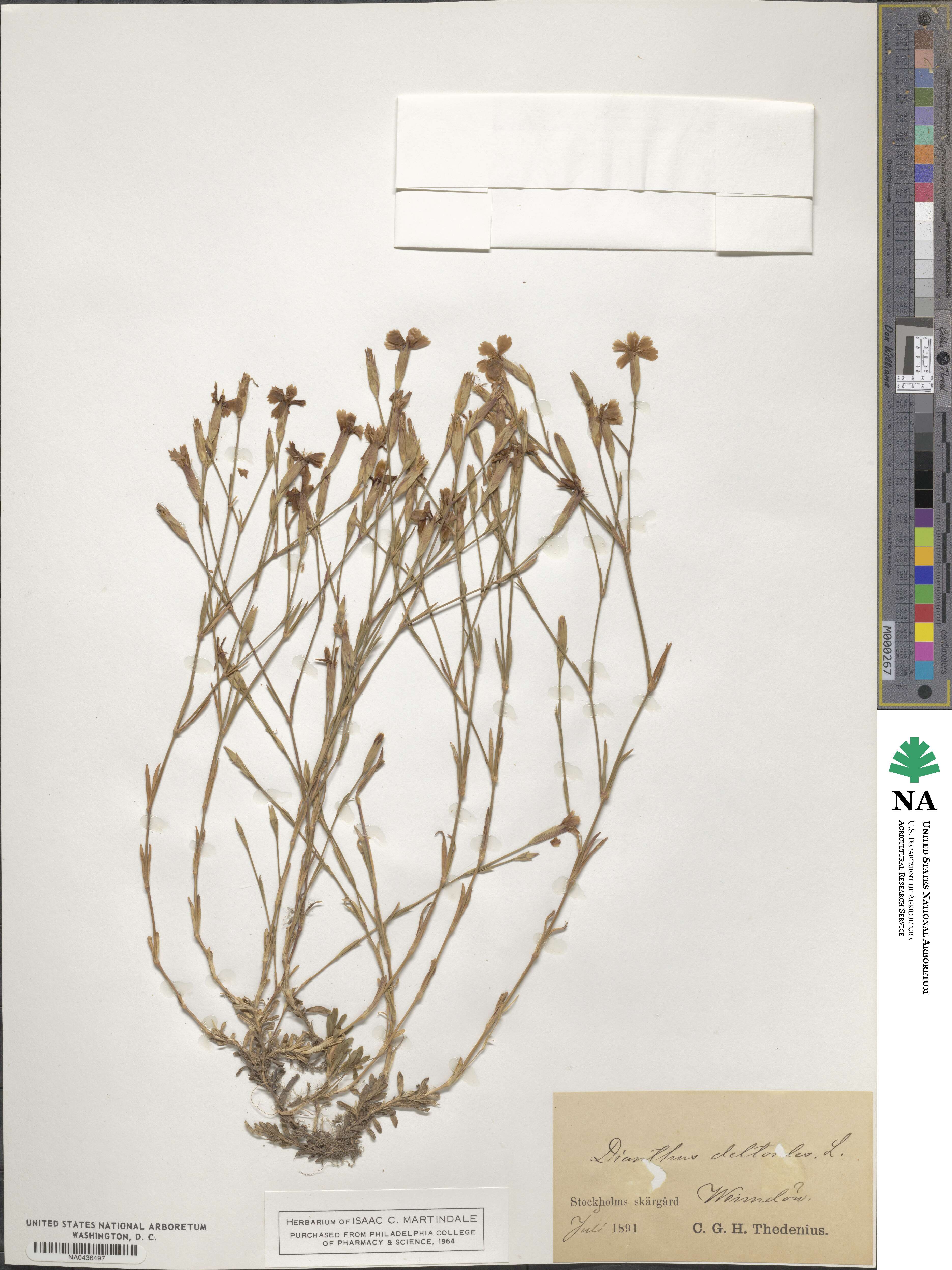Dianthus deltoides image
