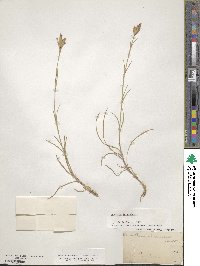 Dianthus ferrugineus image