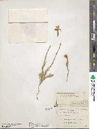 Dianthus gallicus image