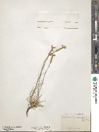 Image of Dianthus godronianus