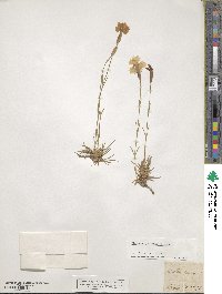 Dianthus gratianopolitanus image